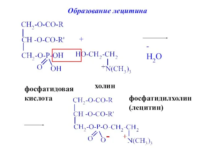 фосфатидовая кислота + холин - H2O фосфатидилхолин (лецитин)‏ Образование лецитина