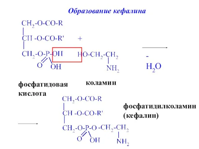 фосфатидовая кислота + коламин - H2O фосфатидилколамин (кефалин)‏ Образование кефалина