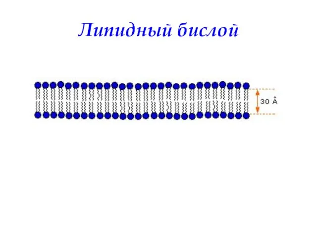 Липидный бислой