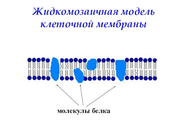 Жидкомозаичная модель клеточной мембраны молекулы белка