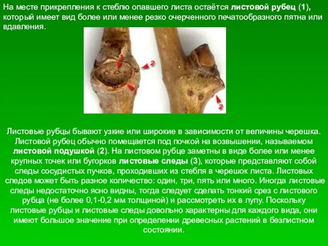 На месте прикрепления к стеблю опавшего листа остаётся листовой рубец (1), который