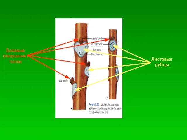 Боковые (пазушные) почки Листовые рубцы