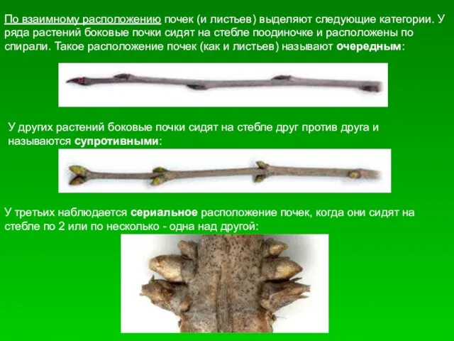 По взаимному расположению почек (и листьев) выделяют следующие категории. У ряда растений