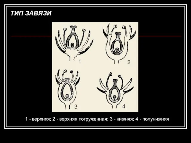 1 - верхняя; 2 - верхняя погруженная; 3 - нижняя; 4 - полунижняя ТИП ЗАВЯЗИ