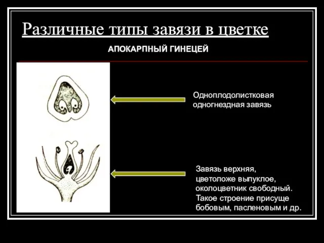 Различные типы завязи в цветке Одноплодолистковая одногнездная завязь Завязь верхняя, цветоложе выпуклое,