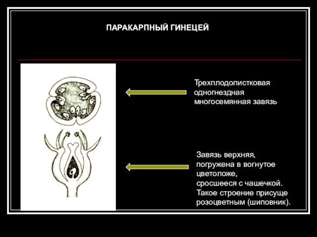 Трехплодолистковая одногнездная многосемянная завязь Завязь верхняя, погружена в вогнутое цветоложе, сросшееся с