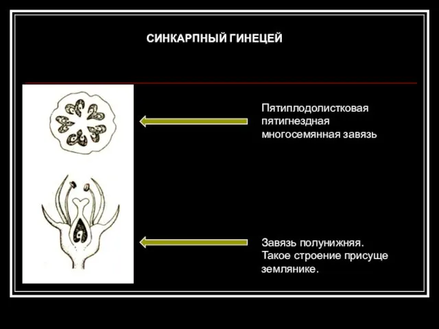 Пятиплодолистковая пятигнездная многосемянная завязь Завязь полунижняя. Такое строение присуще землянике. СИНКАРПНЫЙ ГИНЕЦЕЙ