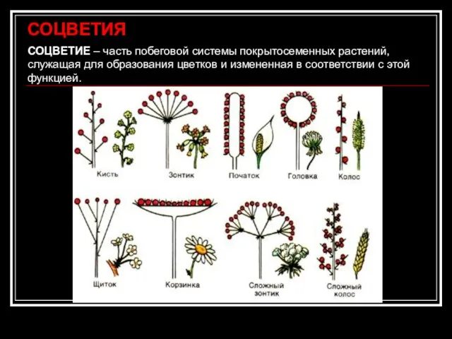 СОЦВЕТИЕ – часть побеговой системы покрытосеменных растений, служащая для образования цветков и