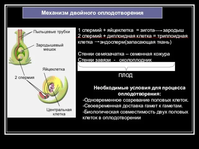 Механизм двойного оплодотворения 1 спермий + яйцеклетка = зигота зародыш 2 спермий