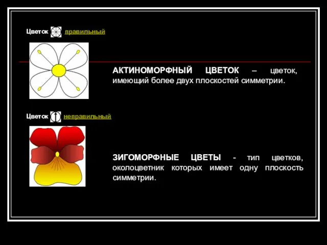 ЗИГОМОРФНЫЕ ЦВЕТЫ - тип цветков, околоцветник которых имеет одну плоскость симметрии. Цветок