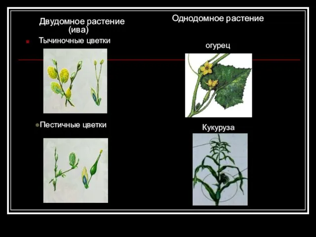 Тычиночные цветки Пестичные цветки Кукуруза Двудомное растение (ива) Однодомное растение огурец