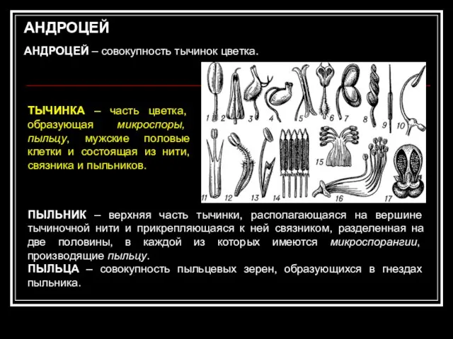 АНДРОЦЕЙ АНДРОЦЕЙ – совокупность тычинок цветка. ПЫЛЬНИК – верхняя часть тычинки, располагающаяся