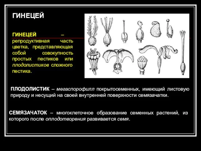 ГИНЕЦЕЙ ГИНЕЦЕЙ – репродуктивная часть цветка, представляющая собой совокупность простых пестиков или