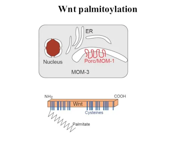 Wnt palmitoylation