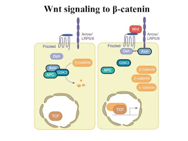 Wnt signaling to β-catenin