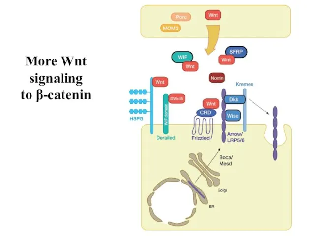 More Wnt signaling to β-catenin