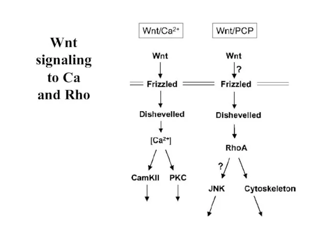 Wnt signaling to Ca and Rho