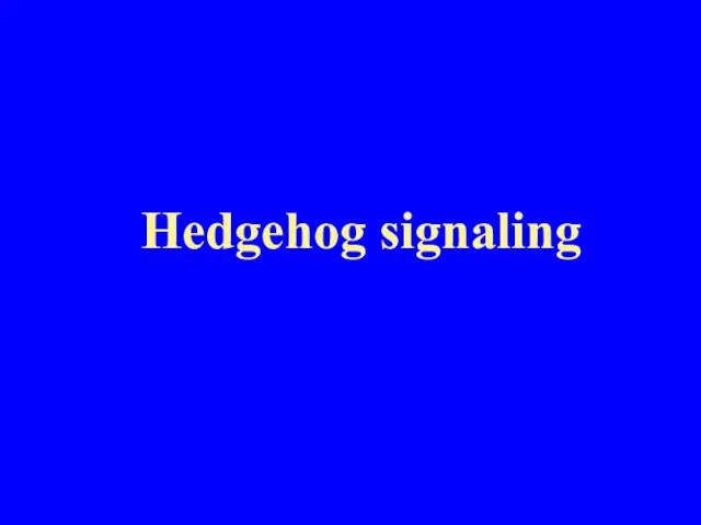 Hedgehog signaling