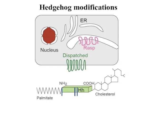 Hedgehog modifications