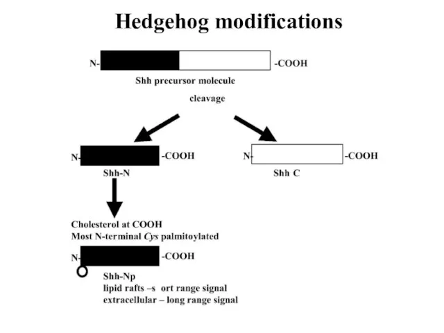 Hedgehog modifications