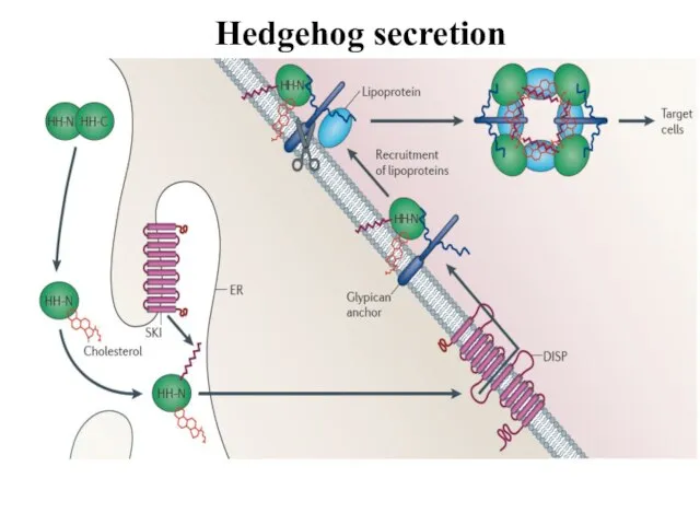 Hedgehog secretion