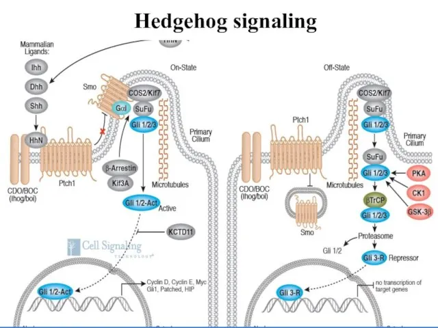 Hedgehog signaling