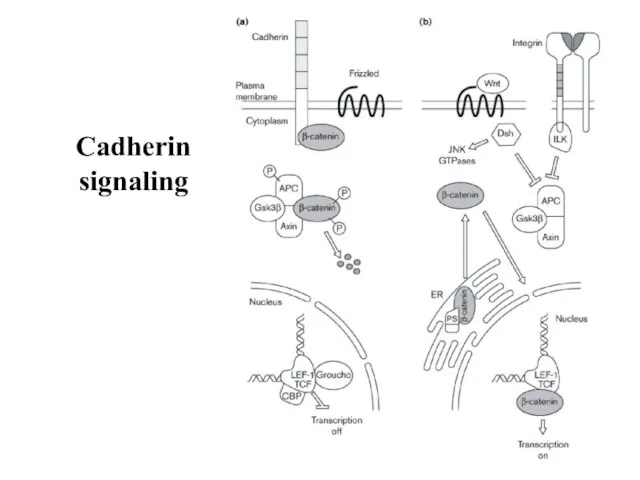 Cadherin signaling