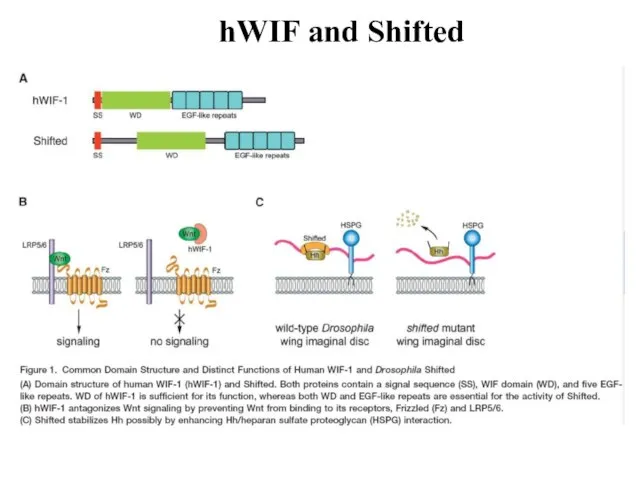 hWIF and Shifted