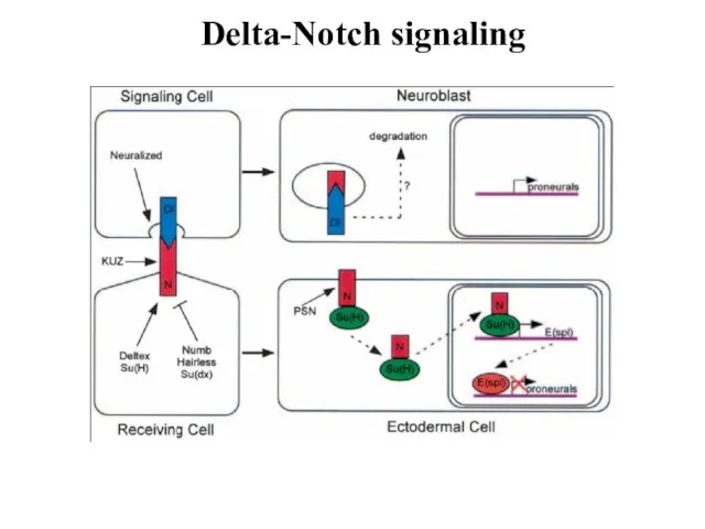 Delta-Notch signaling