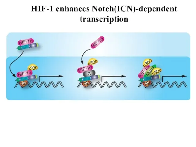 HIF-1 enhances Notch(ICN)-dependent transcription