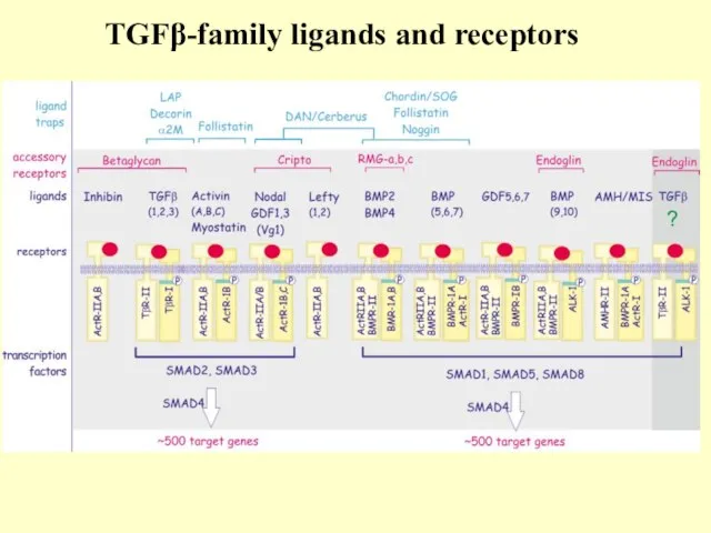 TGFβ-family ligands and receptors