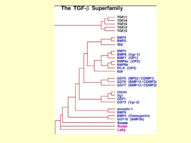 TGFβ-family ligands