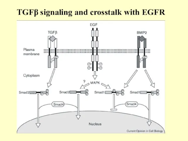 TGFβ signaling and crosstalk with EGFR