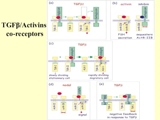 TGFβ/Activins co-receptors