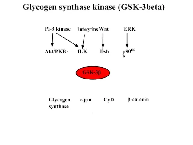 Glycogen synthase kinase (GSK-3beta) GSK-3β Akt/PKB ILK Dsh p90RSK PI-3 kinase Wnt