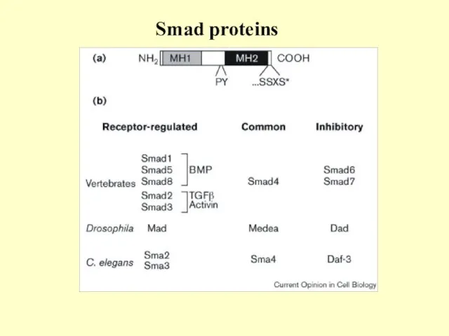 Smad proteins