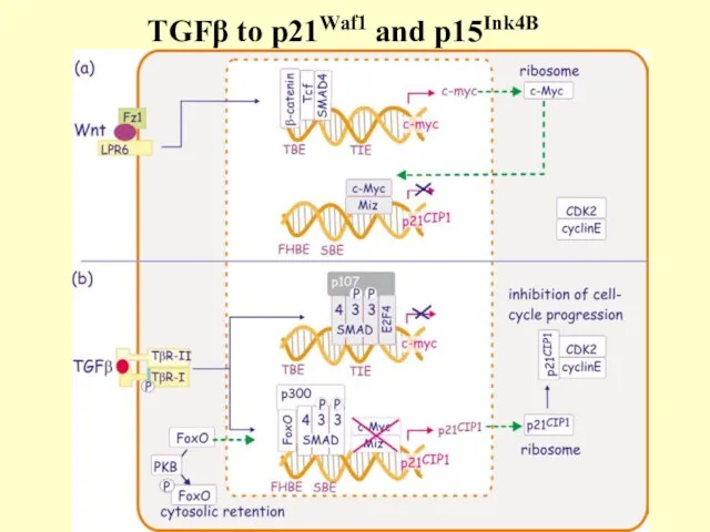 TGFβ to p21Waf1 and p15Ink4B