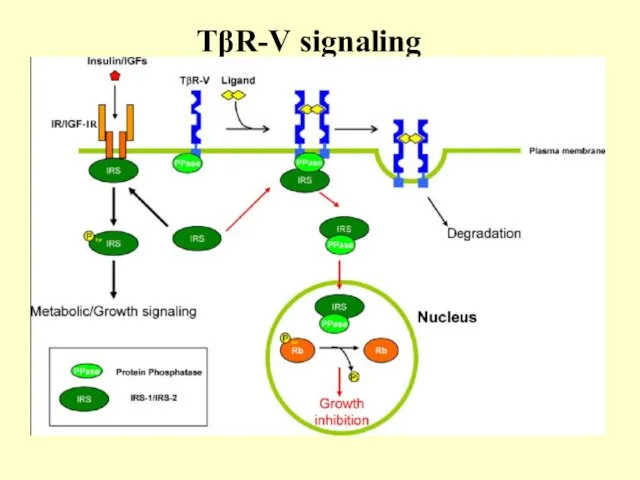 TβR-V signaling