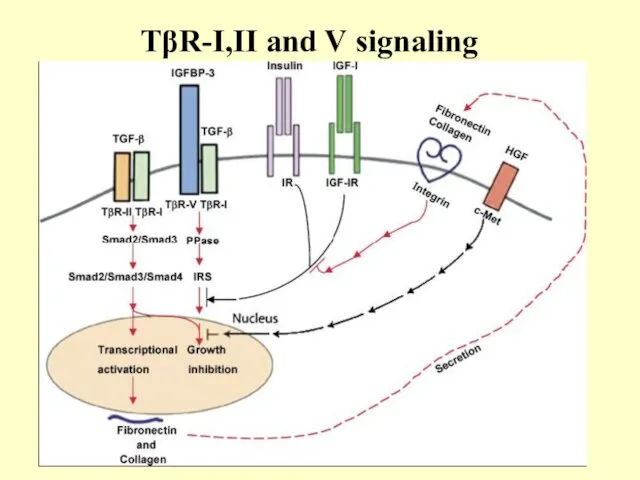 TβR-I,II and V signaling