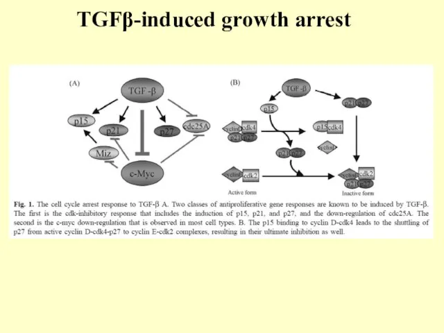 TGFβ-induced growth arrest