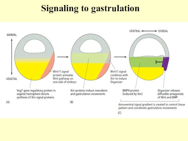 Signaling to gastrulation