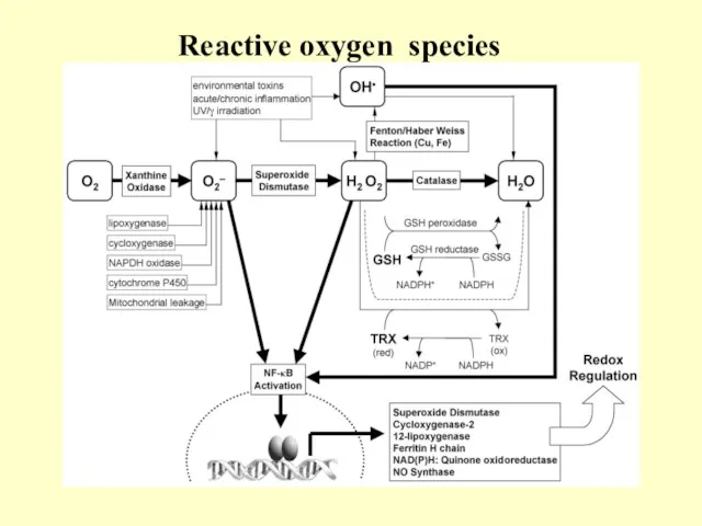 Reactive oxygen species