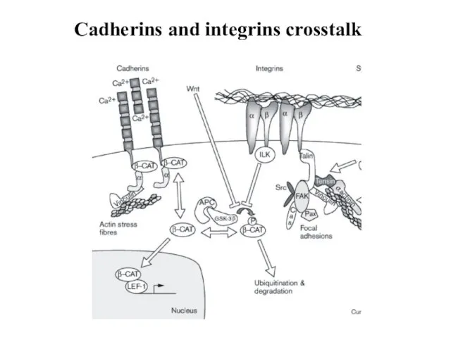 Cadherins and integrins crosstalk