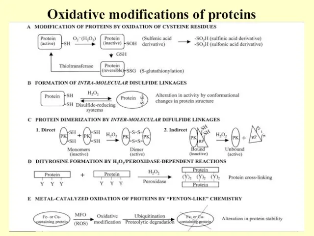 Oxidative modifications of proteins