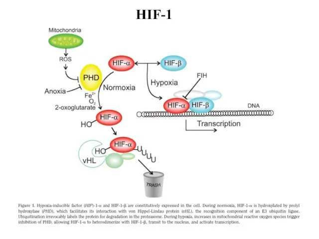 HIF-1