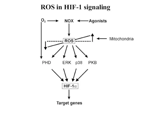 ROS in HIF-1 signaling