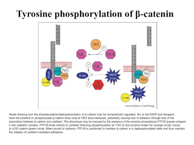 Tyrosine phosphorylation of β-catenin