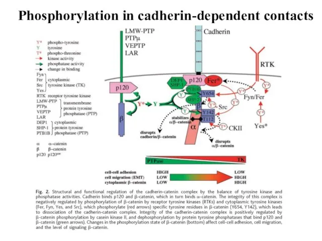 Phosphorylation in cadherin-dependent contacts