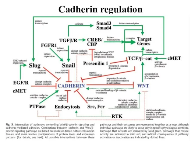 Cadherin regulation