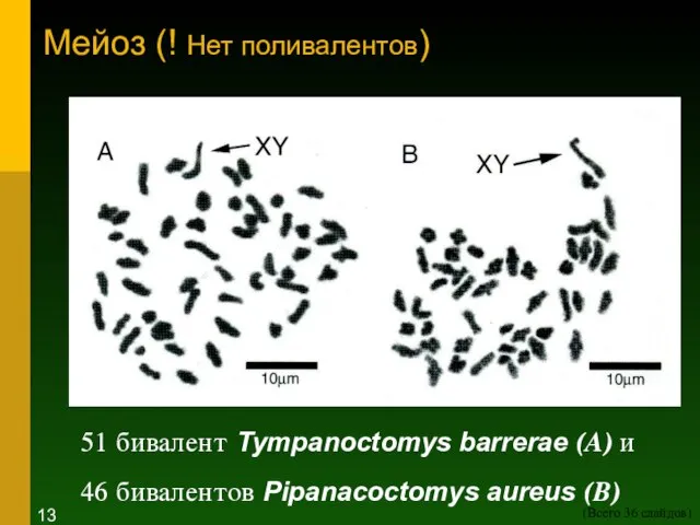 Мейоз (! Нет поливалентов) 51 бивалент Tympanoctomys barrerae (A) и 46 бивалентов